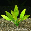 Echinodorus Schlueteri